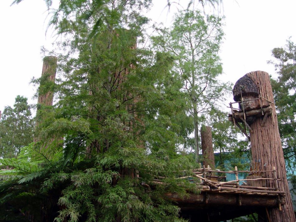 Endor the forest moon