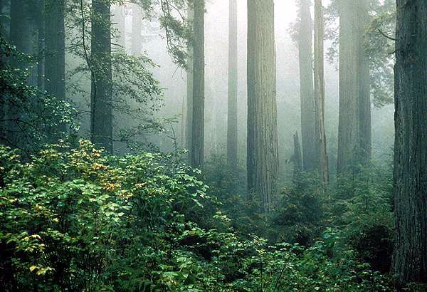 Endor the forest moon