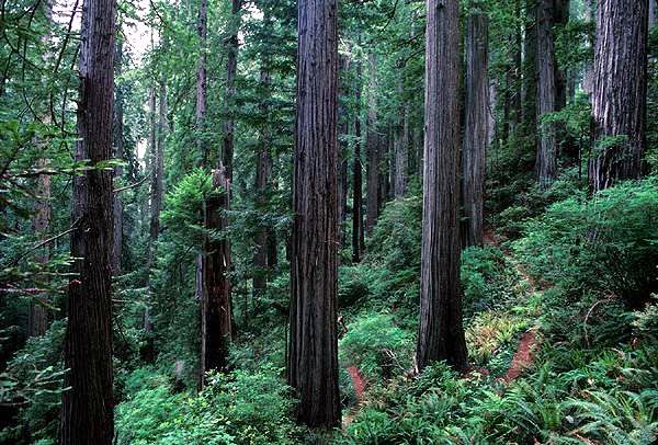 Endor the forest moon